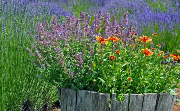 Taman dengan tanaman aromatik seperti lavender dan rosemary